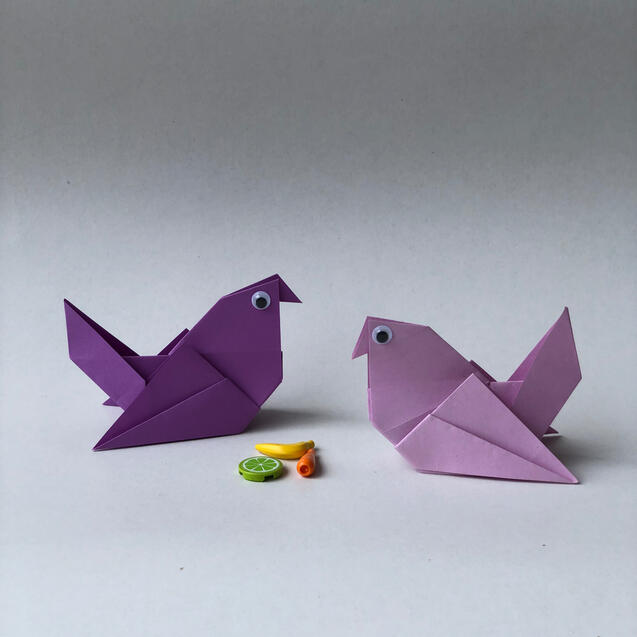 Pigeon